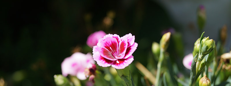 Blomma